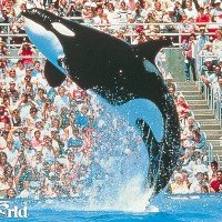 Orlando Seaworld